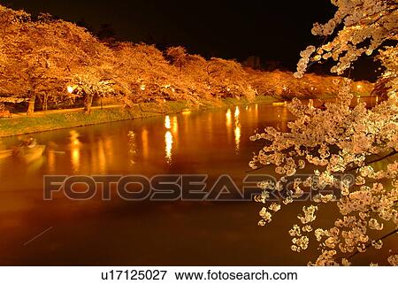 Canal lined with blossoming cherry trees at night View Large Photo Image Stock Photo - Canal lined with blossoming cherry trees at night. Fotosearch