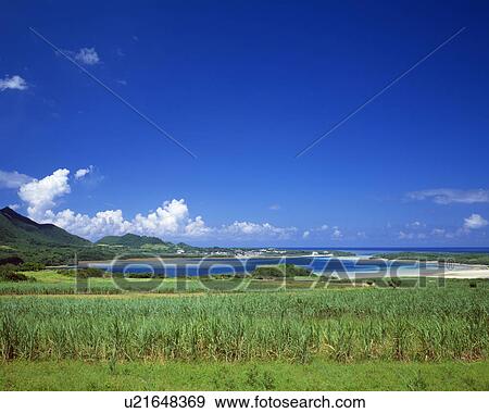Cane field View Large Photo Image Stock Photo - Cane field. Fotosearch