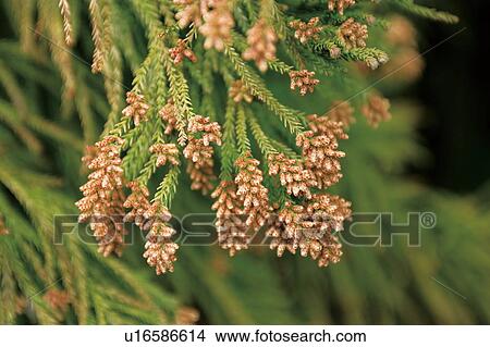 Cedar pollen View Large Photo Image Picture - Cedar pollen. Fotosearch