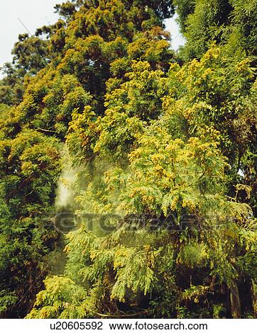 Cedar pollen View Large Photo Image Stock Image - Cedar pollen. Fotosearch