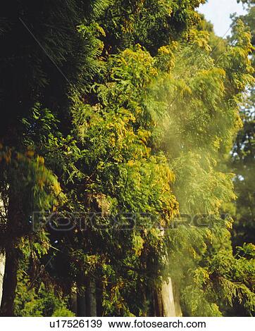 Cedar pollen View Large Photo Image Stock Photo - Cedar pollen. Fotosearch