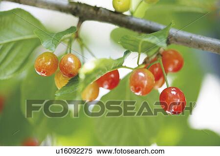 Stock Photography - Cherries growing on a branch. Fotosearch