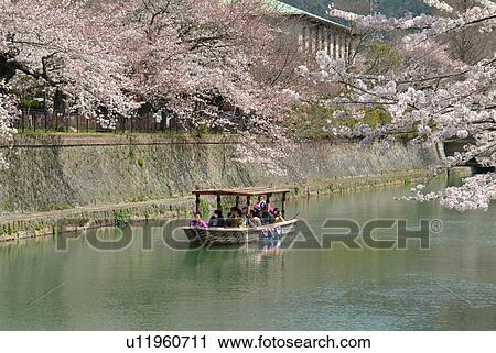 Cherry blossom hanging over a boat on the canal on Lake Biwa, Otsu, Shiga Prefecture, Honshu, Japan View Large Photo Image Stock Image - Cherry blossom hanging over a boat on the canal on Lake Biwa, Otsu, Shiga Prefecture, Honshu, Japan. Fotosearch