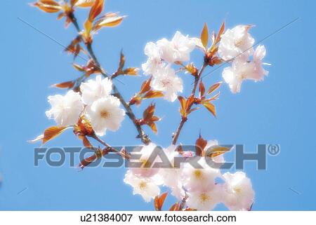 Cherry blossoms View Large Photo Image Stock Photo - Cherry blossoms. Fotosearch
