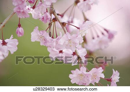 Cherry blossoms, Tokyo, Japan View Large Photo Image Stock Image - Cherry blossoms, Tokyo, Japan. Fotosearch