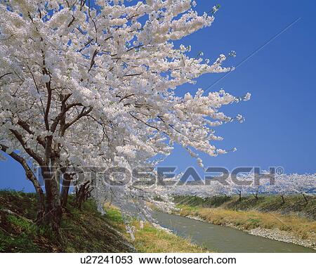 Cherry tree blossoming by a river, Nyuzen-Machi, Toyama Prefecture, Japan View Large Photo Image Stock Image - Cherry tree blossoming by a river, Nyuzen-Machi, Toyama Prefecture, Japan. Fotosearch
