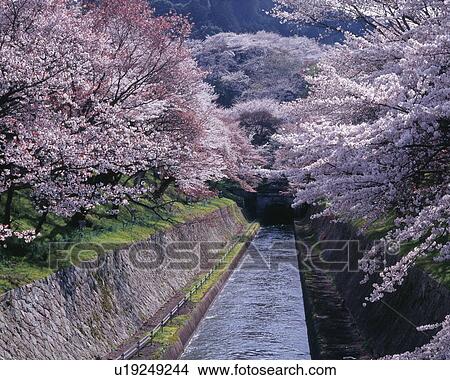 Picture - Cherry trees along Lake Biwa, Shiga Prefecture, Japan. Fotosearch
