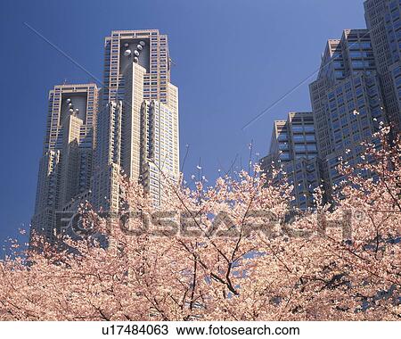 Cherry trees blossoming in front of city skyscrapers, Shinjuku-Ku, Tokyo, Japan View Large Photo Image Stock Image - Cherry trees blossoming in front of city skyscrapers, Shinjuku-Ku, Tokyo, Japan. Fotosearch