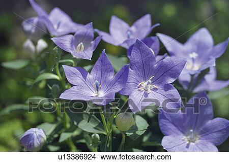 Chinese bellflower View Large Photo Image Picture - Chinese bellflower. Fotosearch