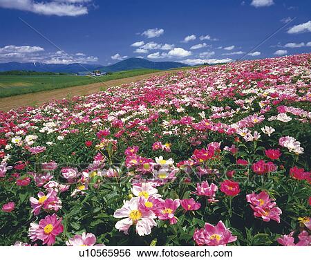 Chinese peony field, Hokkaido, Japan View Large Photo Image Stock Photograph - Chinese peony field, Hokkaido, Japan. Fotosearch