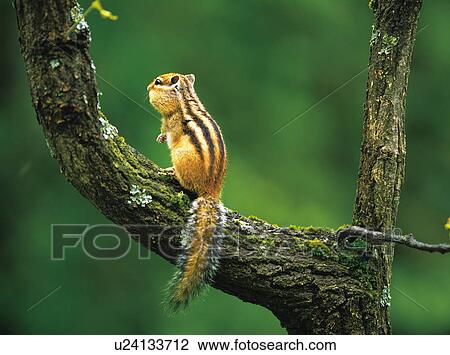 Chipmunk sitting in a tree, Biei-Machi, Hokkaido, Japan View Large Photo Image Stock Image - Chipmunk sitting in a tree, Biei-Machi, Hokkaido, Japan. Fotosearch