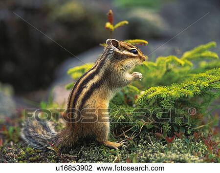Stock Image - Chipmunk. Fotosearch