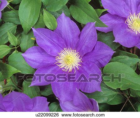 Clematis View Large Photo Image Stock Photograph - Clematis. Fotosearch