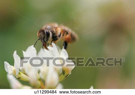 Picture - Close-up of a honeybee feeding on a flower. Fotosearch