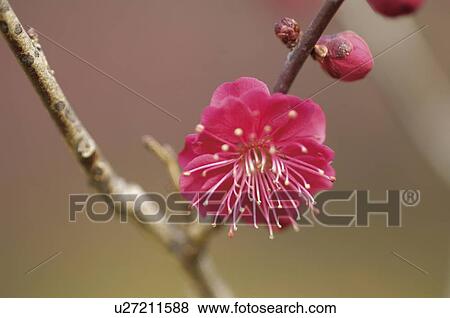 Close up of a pink plum blossom View Large Photo Image Stock Photo - Close up of a pink plum blossom. Fotosearch