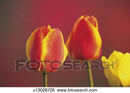 Close up of orange and yellow tulips View Large Photo Image Stock Photograph - Close up of orange and yellow tulips. Fotosearch
