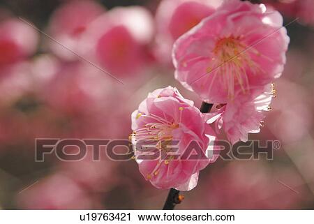 Stock Image - Close up of peach blossom. Fotosearch