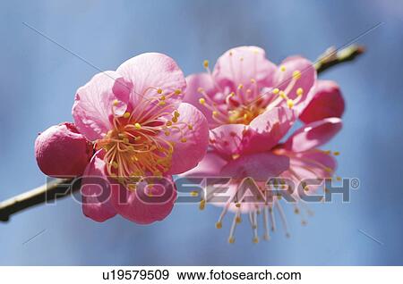 Close up of pink plum blossoms View Large Photo Image Stock Photo - Close up of pink plum blossoms. Fotosearch