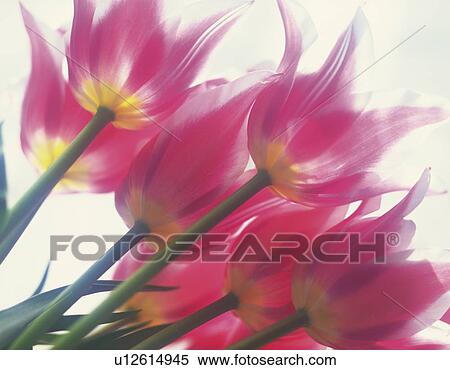 Close up of pink tulips View Large Photo Image Stock Photography - Close up of pink tulips. Fotosearch