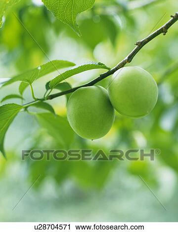 Close up of unripe plums on a tree View Large Photo Image Stock Image - Close up of unripe plums on a tree. Fotosearch