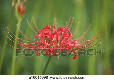 Cluster amaryllis View Large Photo Image Stock Photo - Cluster amaryllis. Fotosearch