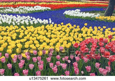 Colourful flower garden View Large Photo Image Stock Image - Colourful flower garden. Fotosearch