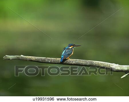 Common kingfisher sitting on a branch, Tsurui-Son, Hokkaido, Japan View Large Photo Image Stock Photograph - Common kingfisher sitting on a branch, Tsurui-Son, Hokkaido, Japan. Fotosearch