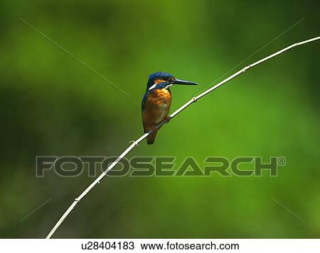 Stock Image - Common kingfisher sitting on a twig, Tsurui-Son, Hokkaido, Japan. Fotosearch