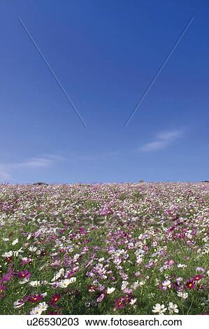 Cosmos field under a blue sky, Awaji, Hyogo Prefecture, Japan View Large Photo Image Stock Image - Cosmos field under a blue sky, Awaji, Hyogo Prefecture, Japan. Fotosearch