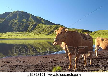 Cows on farmland in front of Mt. Aso, Kumamoto Prefecture, Japan View Large Photo Image Stock Image - Cows on farmland in front of Mt. Aso, Kumamoto Prefecture, Japan. Fotosearch