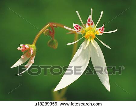 Stock Photograph - Creeping saxifrage. Fotosearch