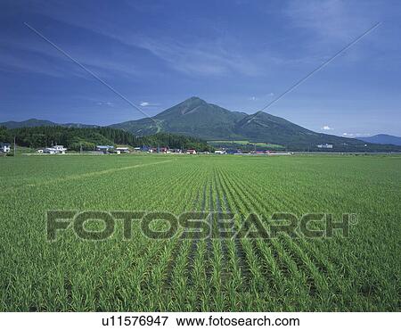 Stock Photo - Crop field in front of Mt. Bandai, Fukushima Prefecture, Japan. Fotosearch