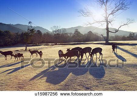 Deer in park in Nara, Nara Prefecture, Japan View Large Photo Image Stock Photograph - Deer in park in Nara, Nara Prefecture, Japan. Fotosearch