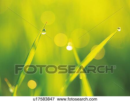 Dew drops on blades of grass View Large Photo Image Stock Photo - Dew drops on blades of grass. Fotosearch