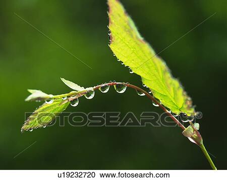 Dew on a sprout View Large Photo Image Stock Image - Dew on a sprout. Fotosearch