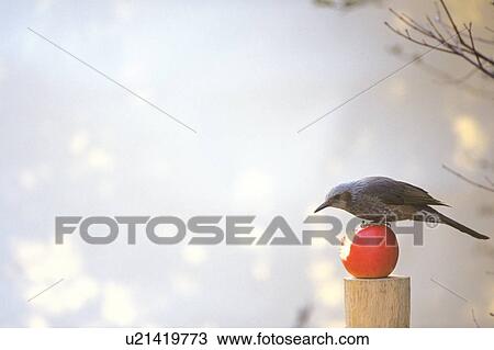 Stock Image - Dusky Thrush standing on an apple. Fotosearch