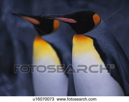 Stock Image - Emperor penguins standing side by side. Fotosearch
