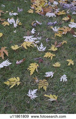 Fallen leaves View Large Photo Image Stock Photo - Fallen leaves. Fotosearch