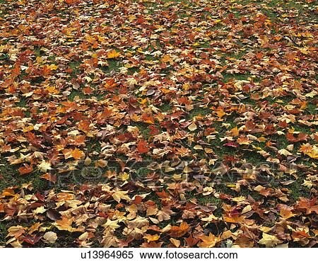 Fallen leaves View Large Photo Image Stock Photography - Fallen leaves. Fotosearch