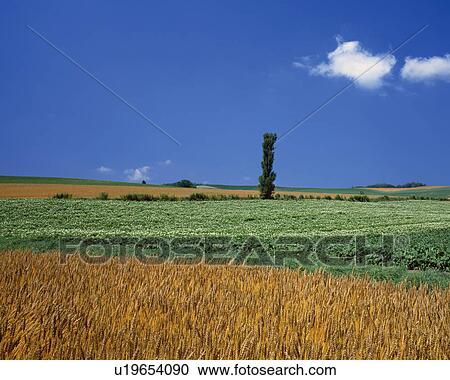 Farmland and a wheat field, Biei-Machi, Hokkaido, Japan View Large Photo Image Stock Image - Farmland and a wheat field, Biei-Machi, Hokkaido, Japan. Fotosearch