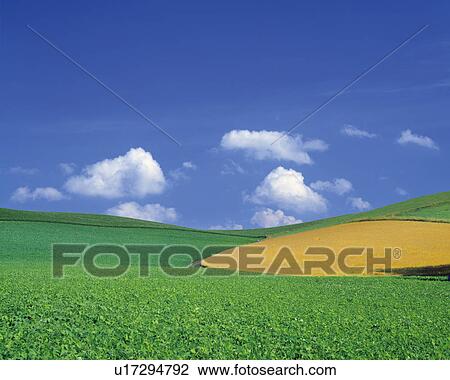 Farmland in Biei-Machi, Hokkaido, Japan View Large Photo Image Stock Image - Farmland in Biei-Machi, Hokkaido, Japan. Fotosearch