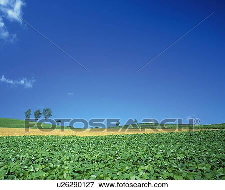 Farmland in Biei-Machi, Hokkaido, Japan View Large Photo Image Stock Photo - Farmland in Biei-Machi, Hokkaido, Japan. Fotosearch