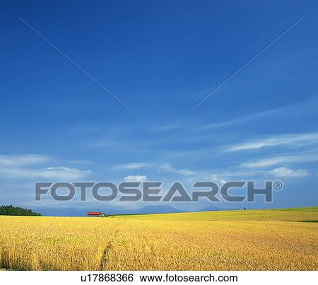 Farmland in Biei-Machi, Hokkaido, Japan View Large Photo Image Stock Photograph - Farmland in Biei-Machi, Hokkaido, Japan. Fotosearch