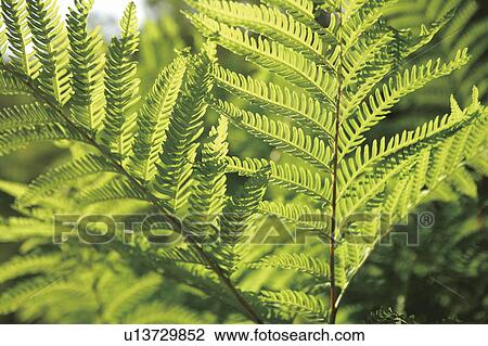 Stock Image - Fern leaves. Fotosearch