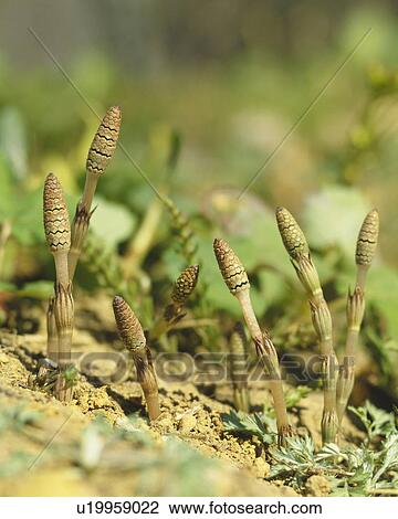 Field horsetail View Large Photo Image Stock Image - Field horsetail. Fotosearch
