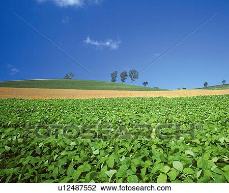 Stock Image - Field of Biei-Machi, Hokkaido, Japan. Fotosearch