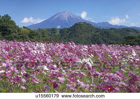 Stock Photo - Field of cosmos flowers in front of Mt. Daisen, Minabe-Machi, Tottori Prefecture, Japan. Fotosearch