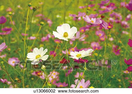 Field of cosmos flowers View Large Photo Image Stock Image - Field of cosmos flowers. Fotosearch