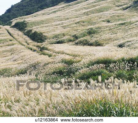 Picture - Field of Japanese pampas grass, Kanagawa Prefecture, Japan. Fotosearch
