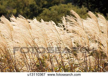 Stock Photo - Field of Pampas grass, Hokuto, Yamanashi Prefecture, Japan. Fotosearch